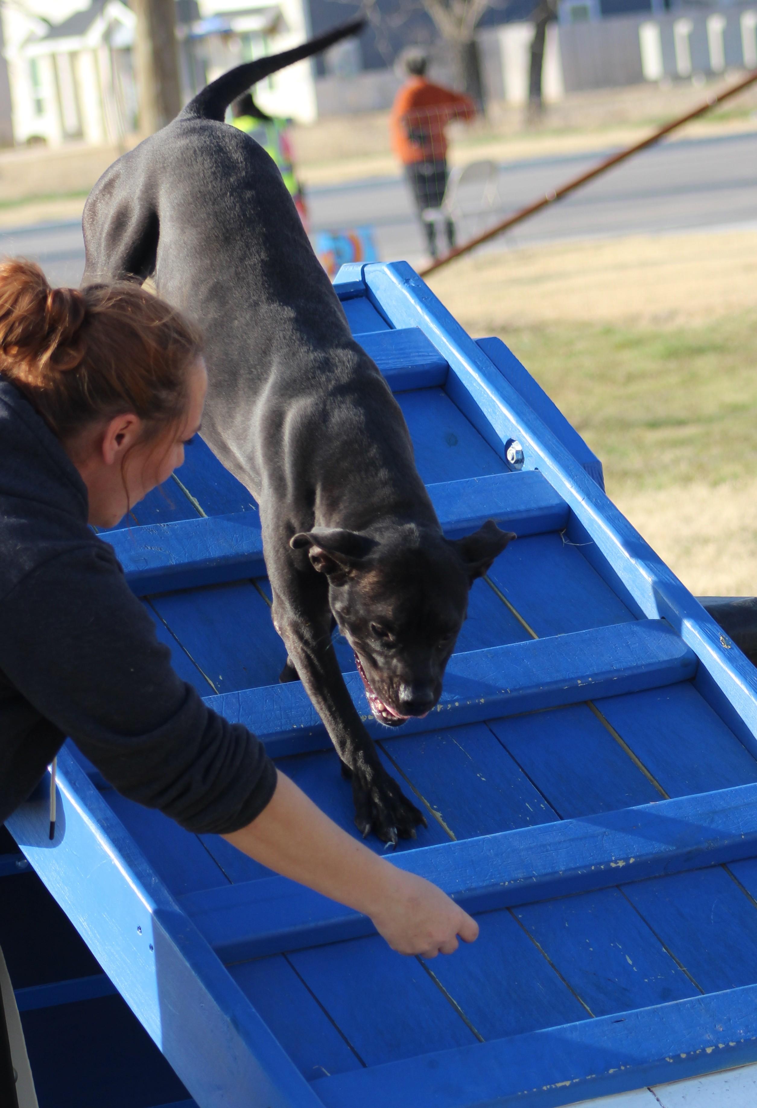 Enlarge Athena, a ADOPTABLE American Staffordshire Terrier in Temple, TX image 6/6