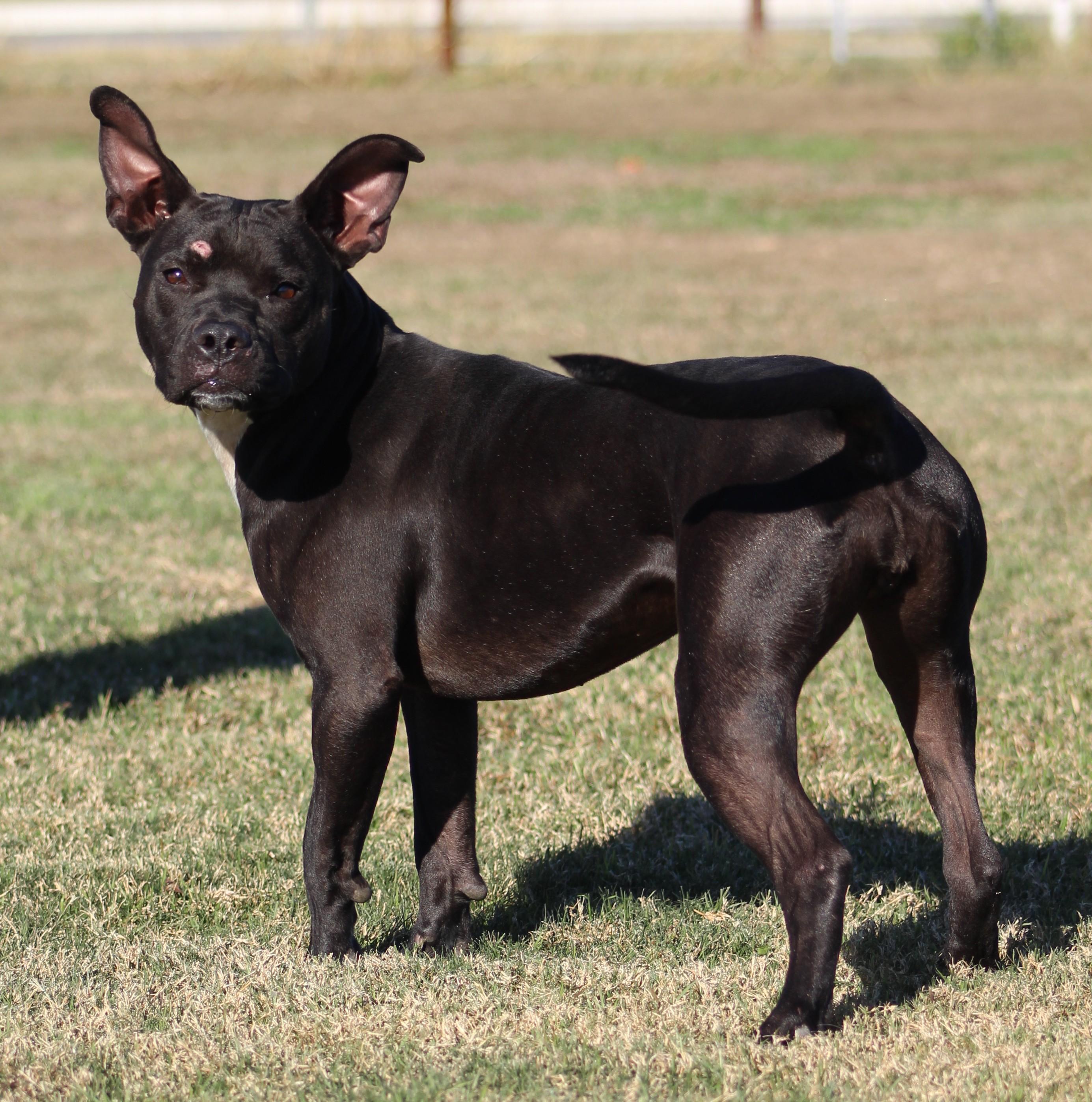 Enlarge Athena, a ADOPTABLE American Staffordshire Terrier in Temple, TX image 4/5