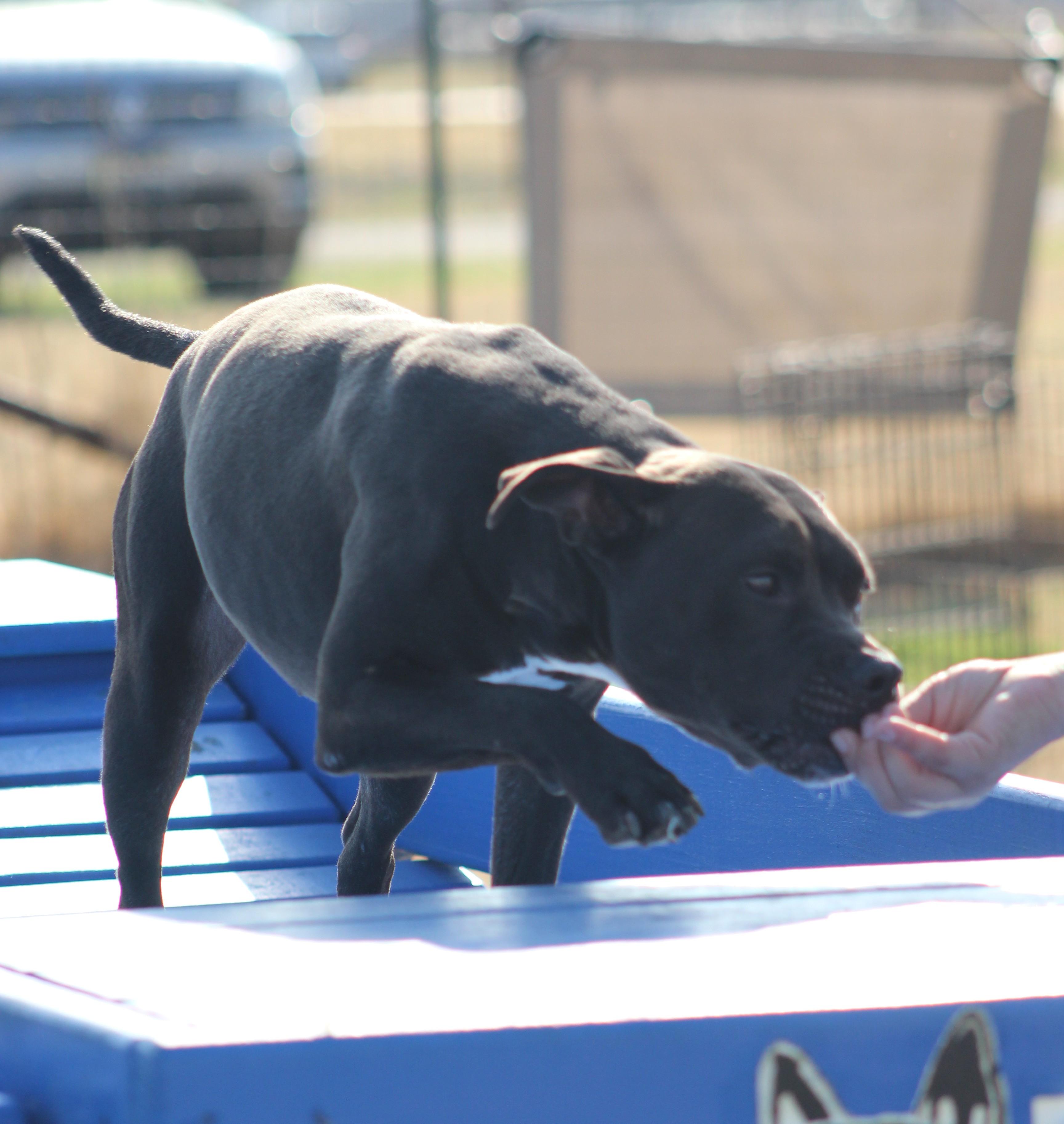 Enlarge Athena, a ADOPTABLE American Staffordshire Terrier in Temple, TX image 3/6