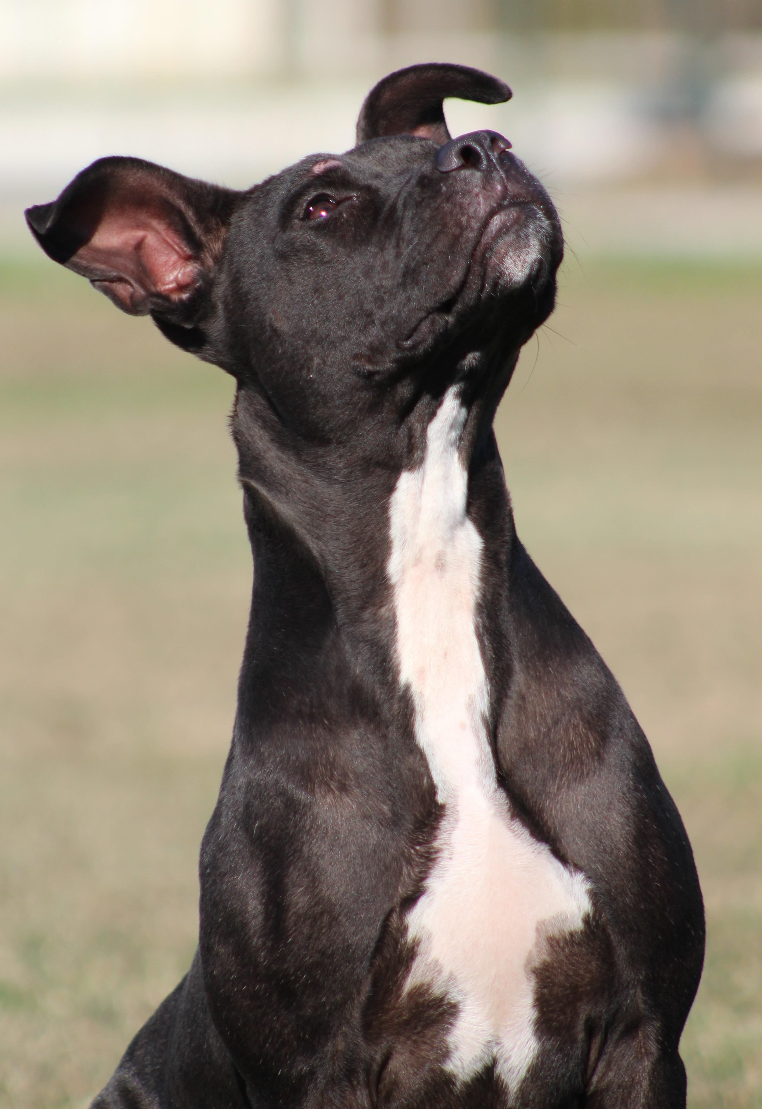 Enlarge Athena, a ADOPTABLE American Staffordshire Terrier in Temple, TX image 5/5