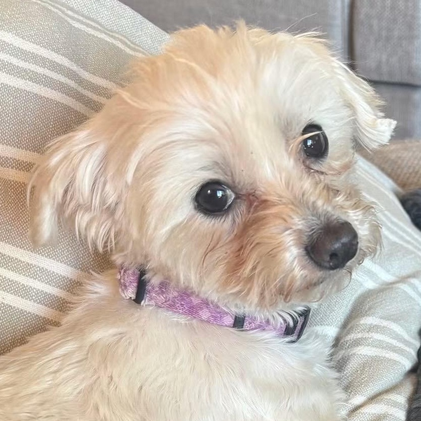 Chandler, a ADOPTABLE Maltese in Hartland, WI image 1/5