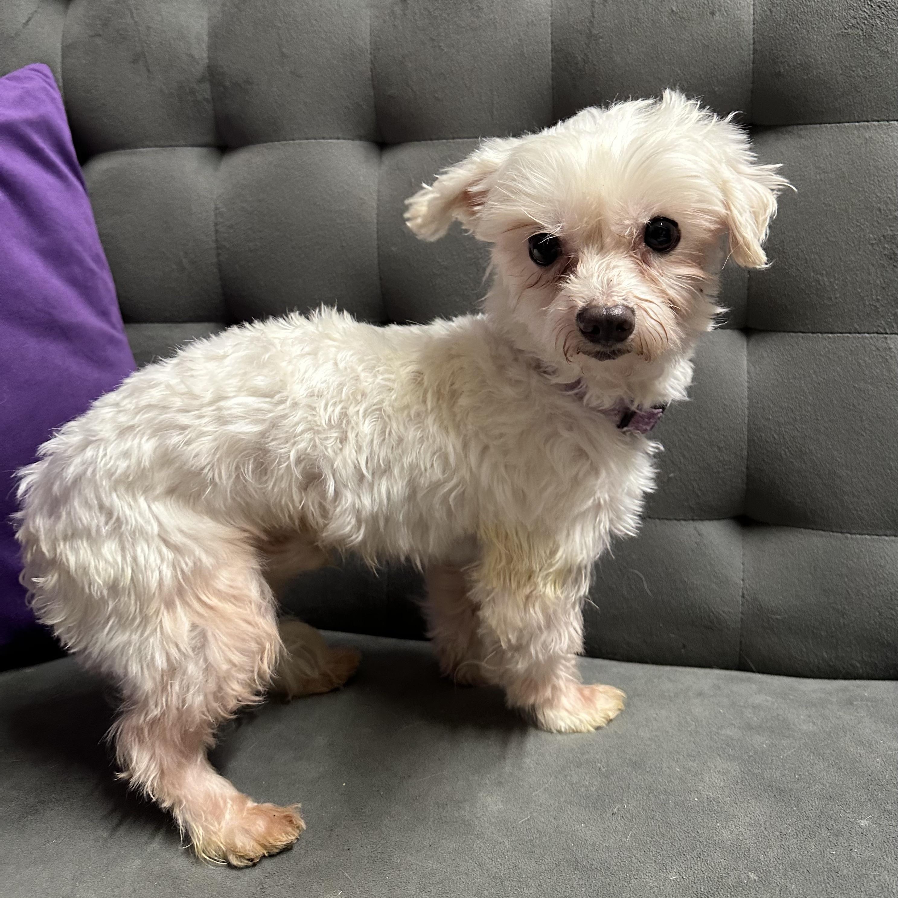 Chandler, a ADOPTABLE Maltese in Hartland, WI image 3/6