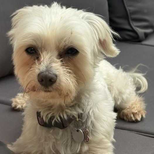 Enlarge Chandler, a ADOPTABLE Maltese in Hartland, WI image 1/5