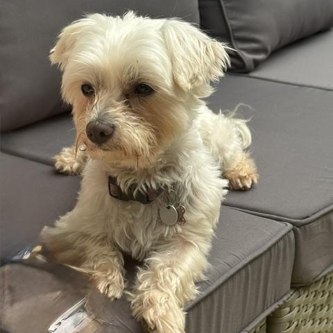 Enlarge Chandler, a ADOPTABLE Maltese in Hartland, WI image 3/5