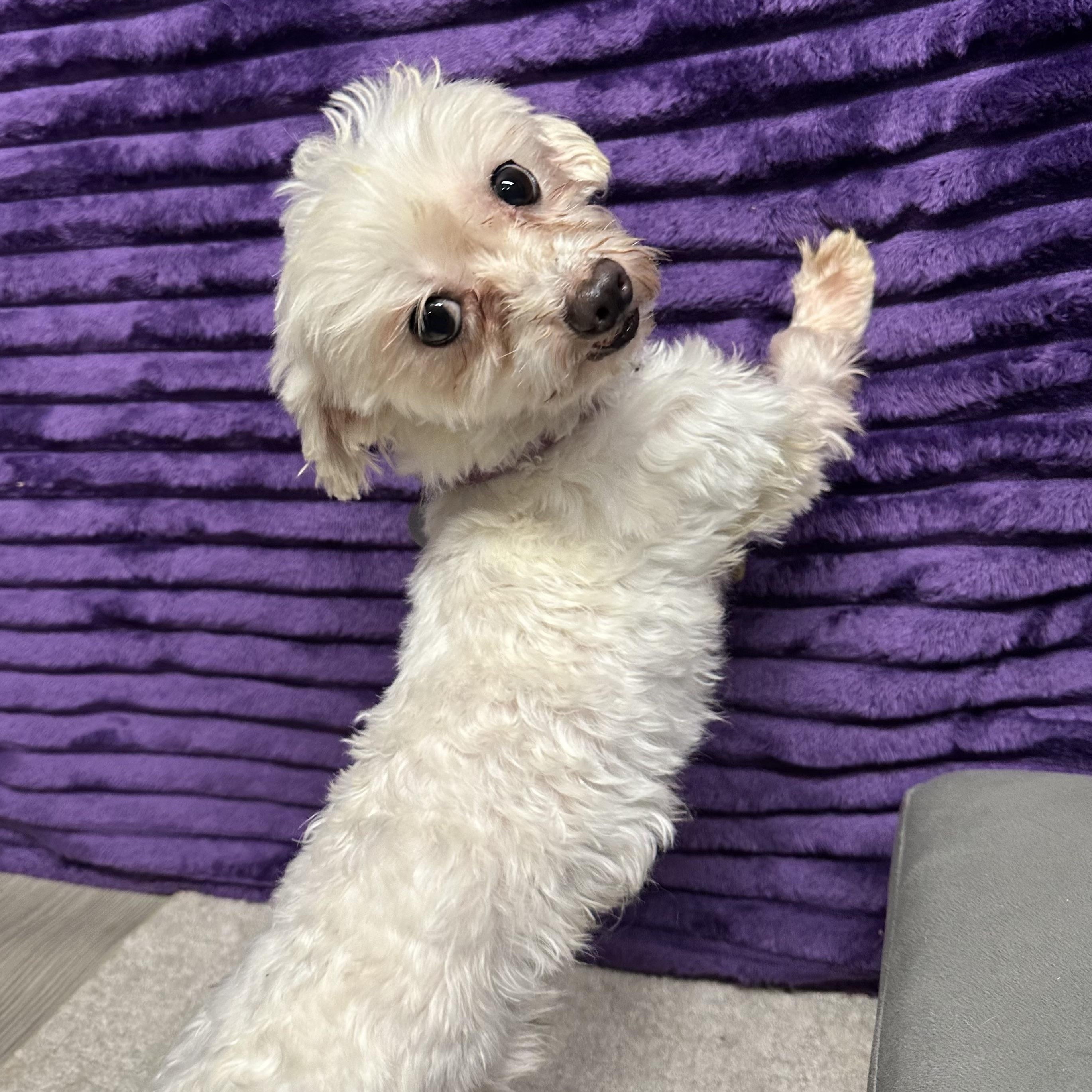 Chandler, a ADOPTABLE Maltese in Hartland, WI image 6/6