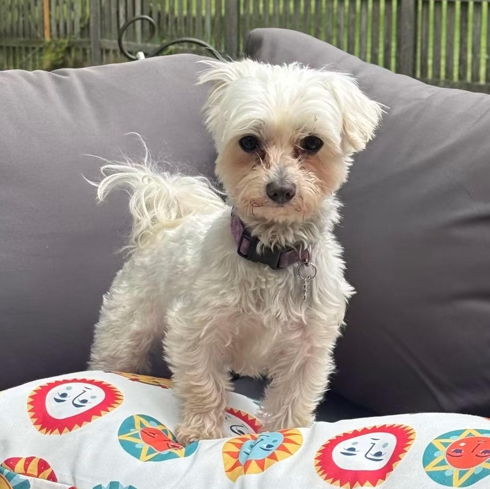 Chandler, a ADOPTABLE Maltese in Hartland, WI image 2/5