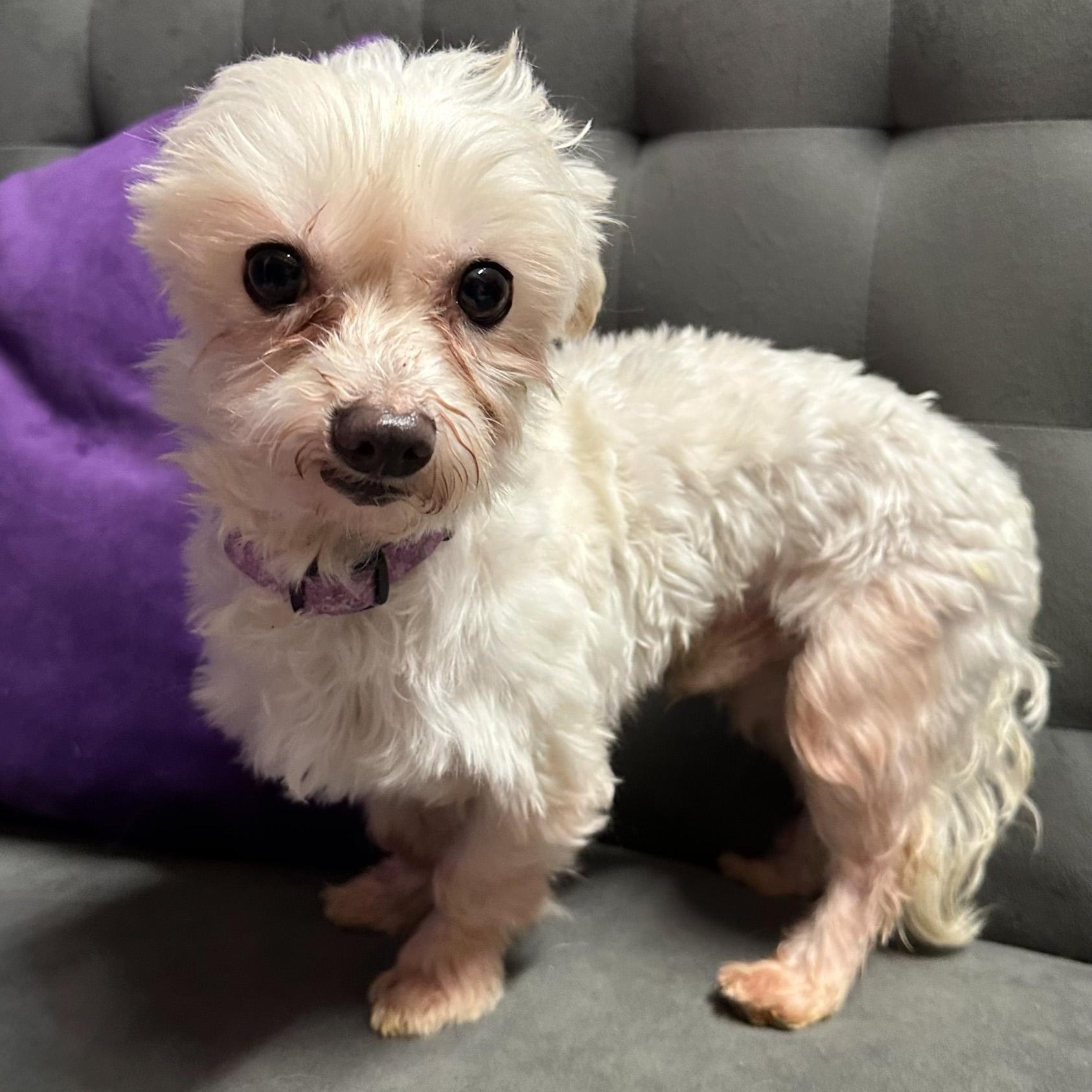 Chandler, a ADOPTABLE Maltese in Hartland, WI image 5/6