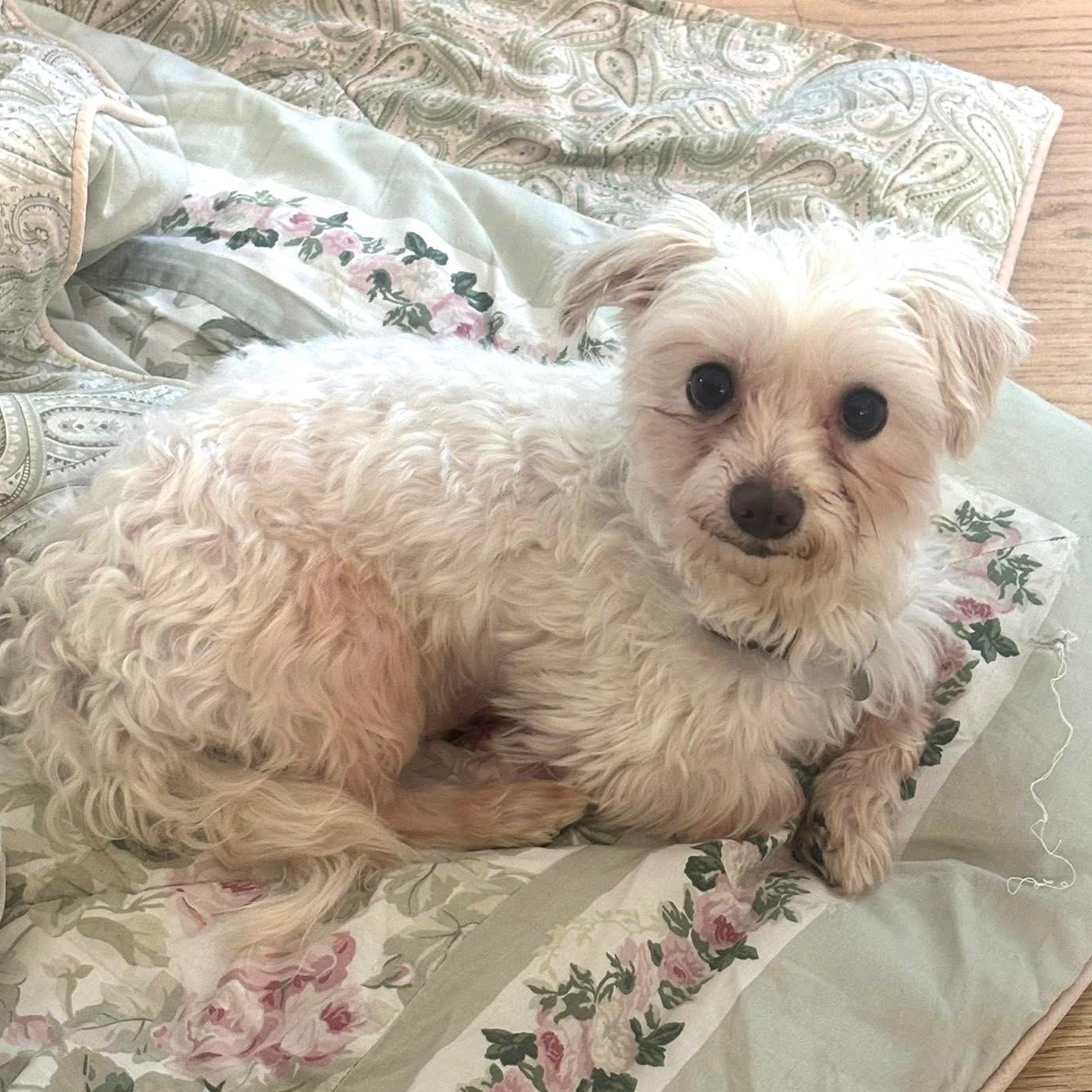 Chandler, a ADOPTABLE Maltese in Hartland, WI image 1/6