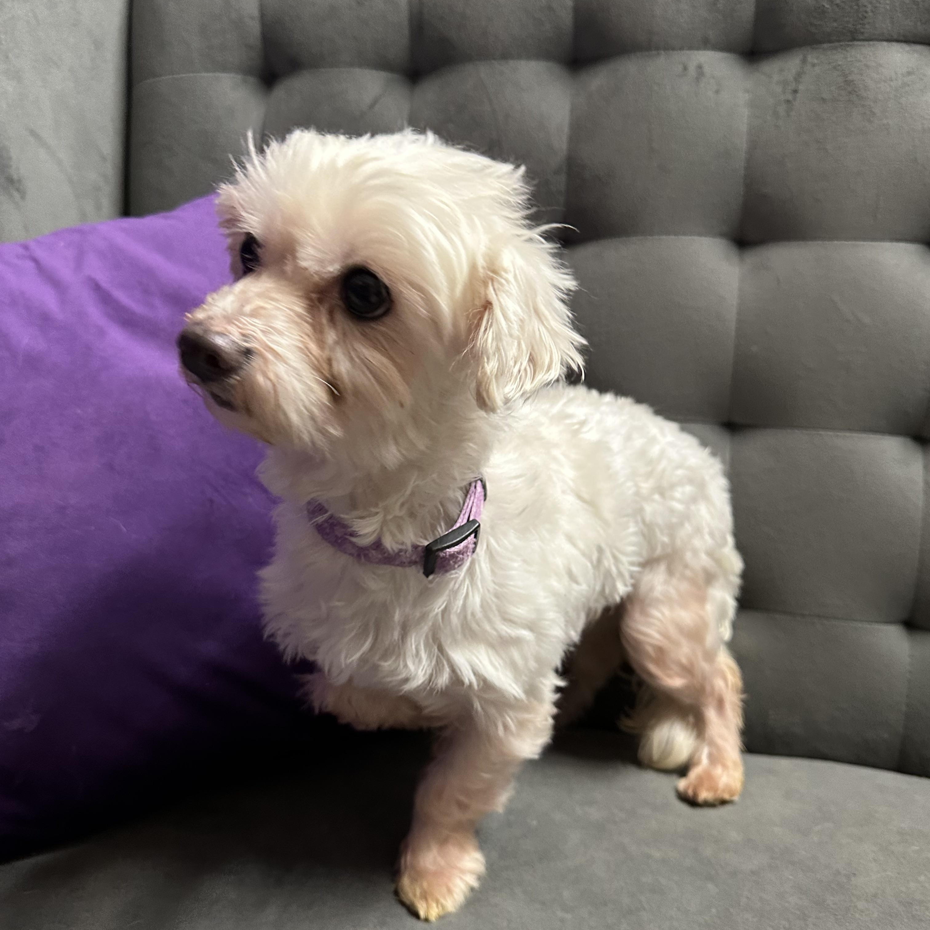 Chandler, a ADOPTABLE Maltese in Hartland, WI image 4/6