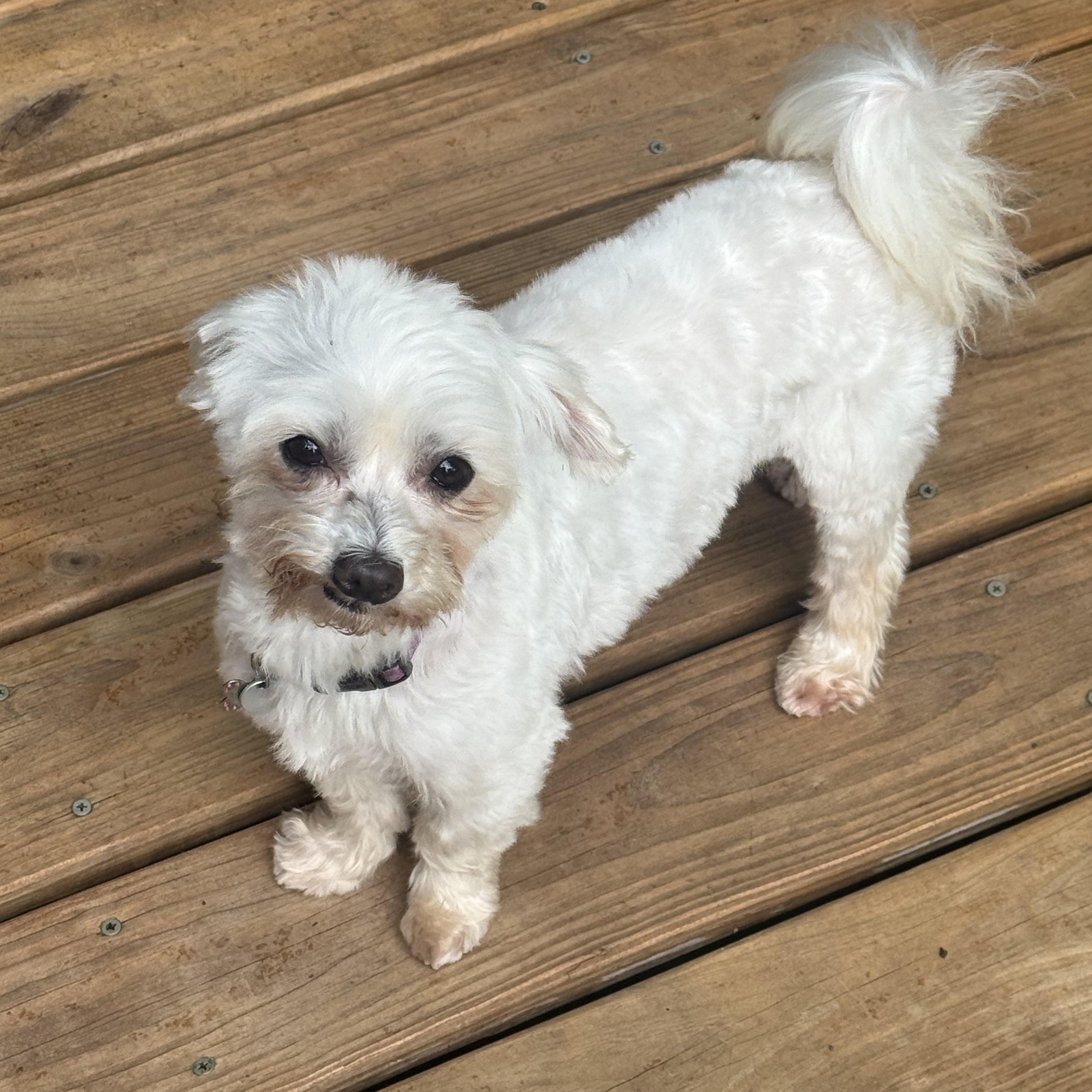 Chandler, a ADOPTABLE Maltese in Hartland, WI image 3/5