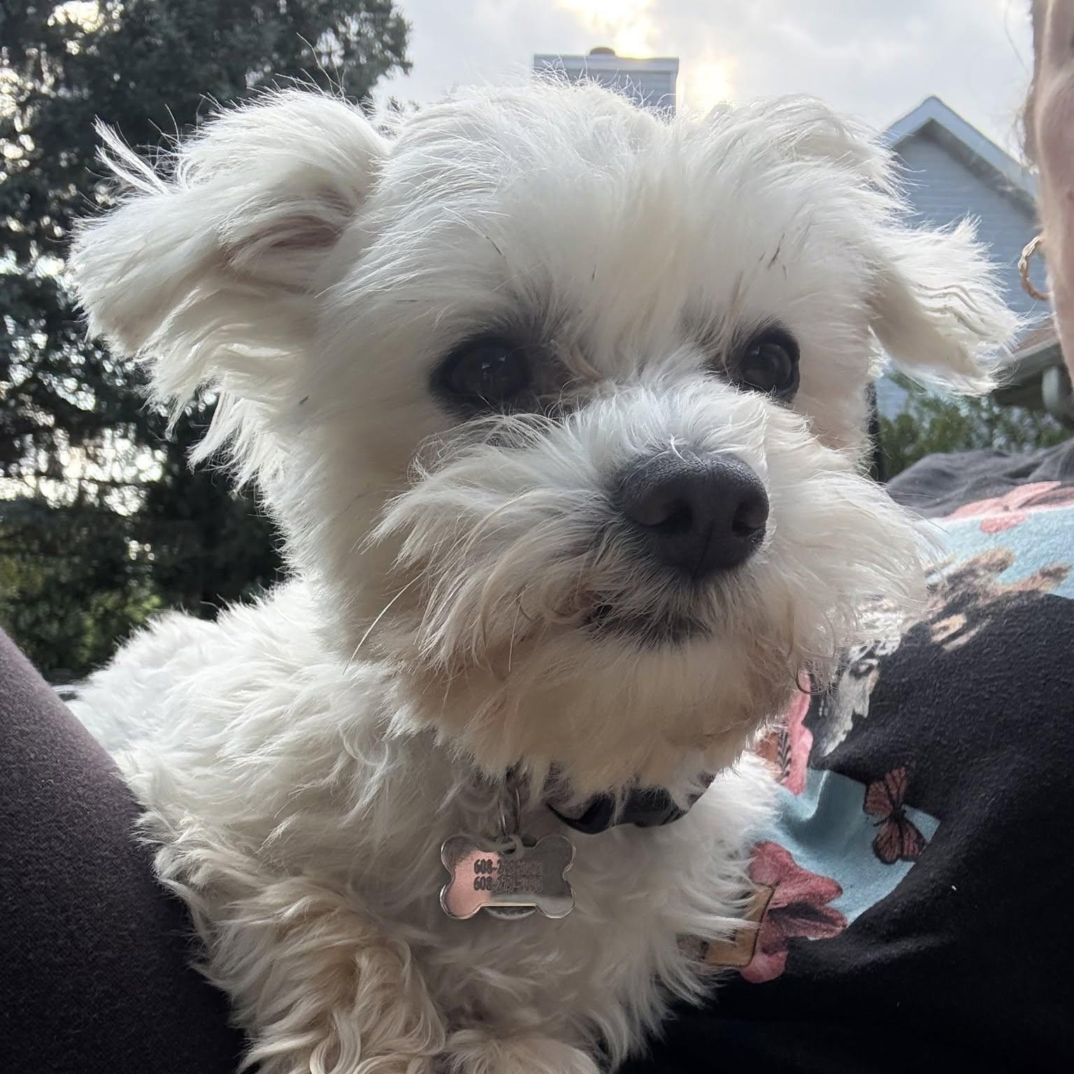 Chandler, ADOPTABLE, Adult Male Maltese.