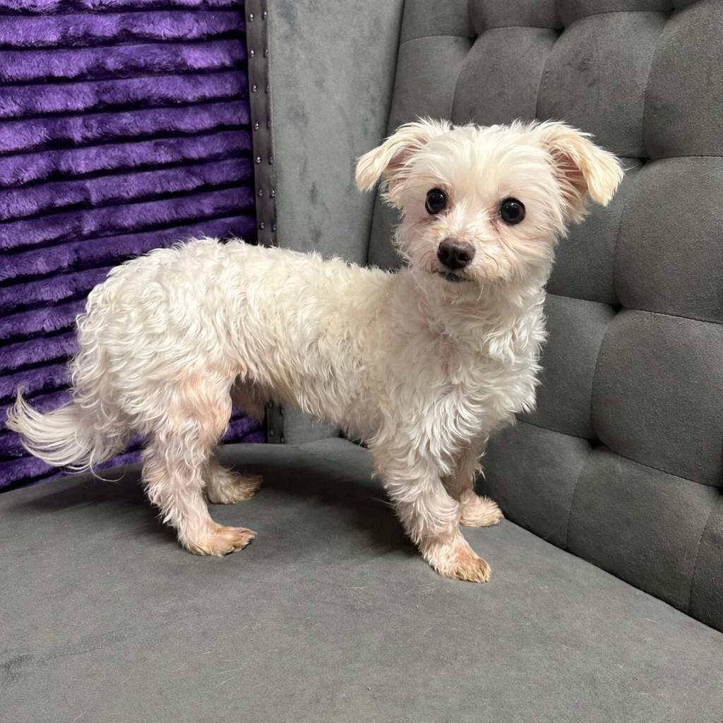 Chandler, a ADOPTABLE Maltese in Hartland, WI image 2/6