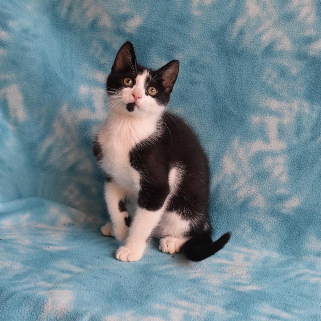 Enlarge Armin, a Adoptable Domestic Short Hair in Eureka, CA image 1/4