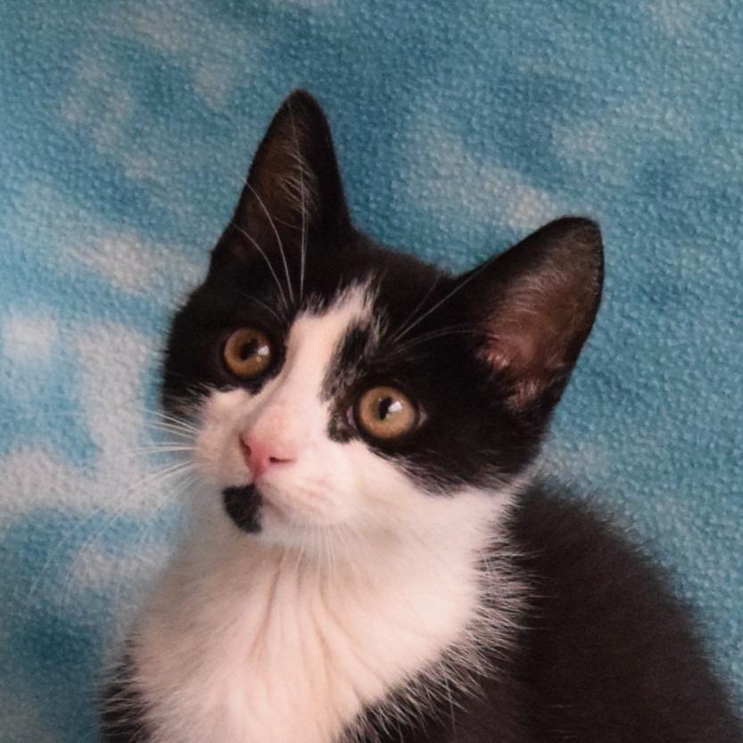 Enlarge Armin, a Adoptable Domestic Short Hair in Eureka, CA image 2/4