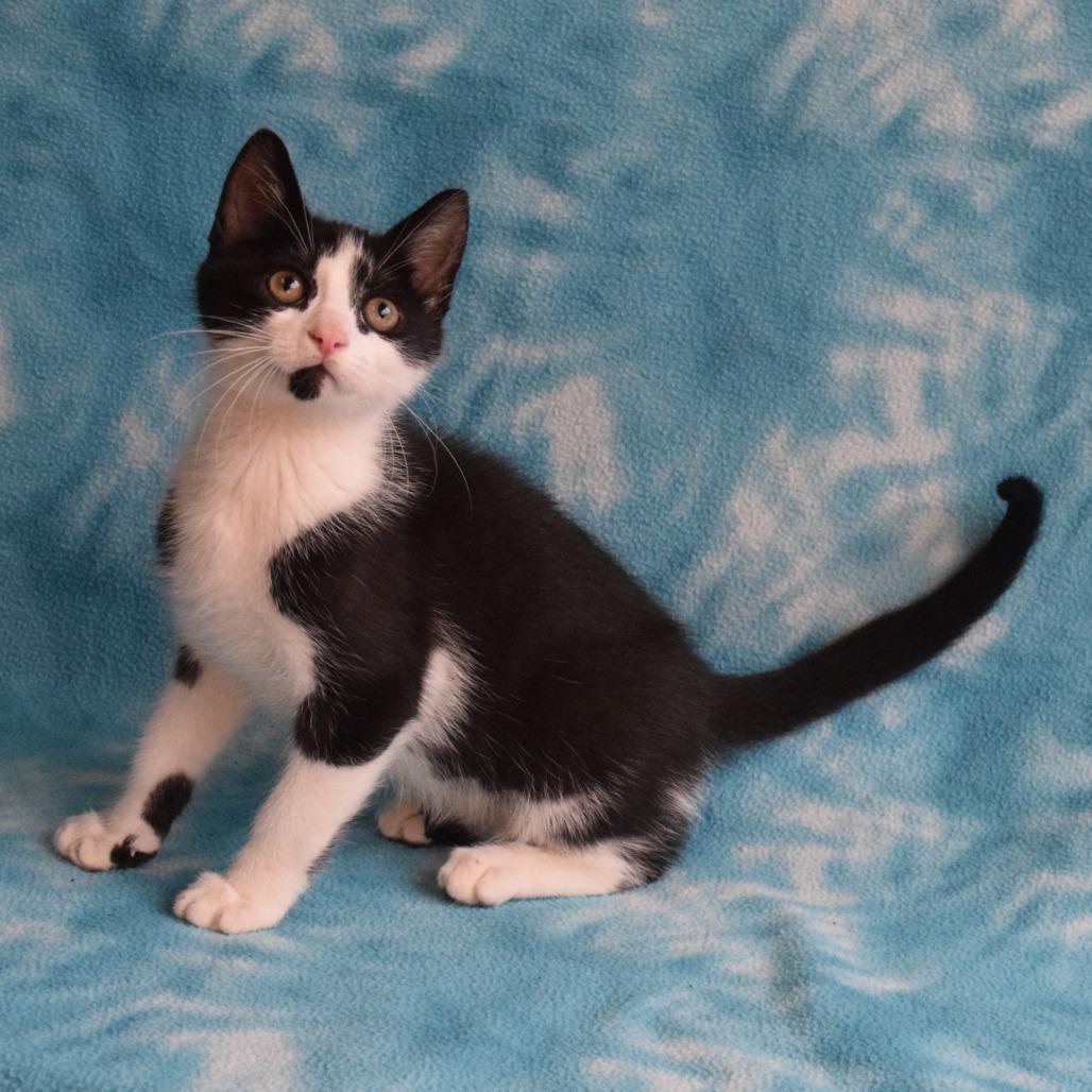 Enlarge Armin, a Adoptable Domestic Short Hair in Eureka, CA image 3/4