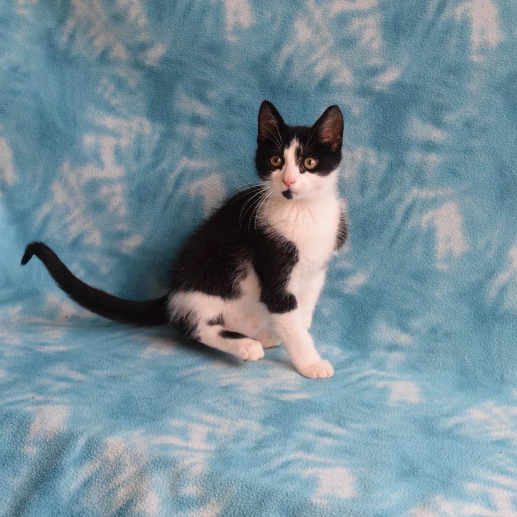 Enlarge Armin, a Adoptable Domestic Short Hair in Eureka, CA image 4/4