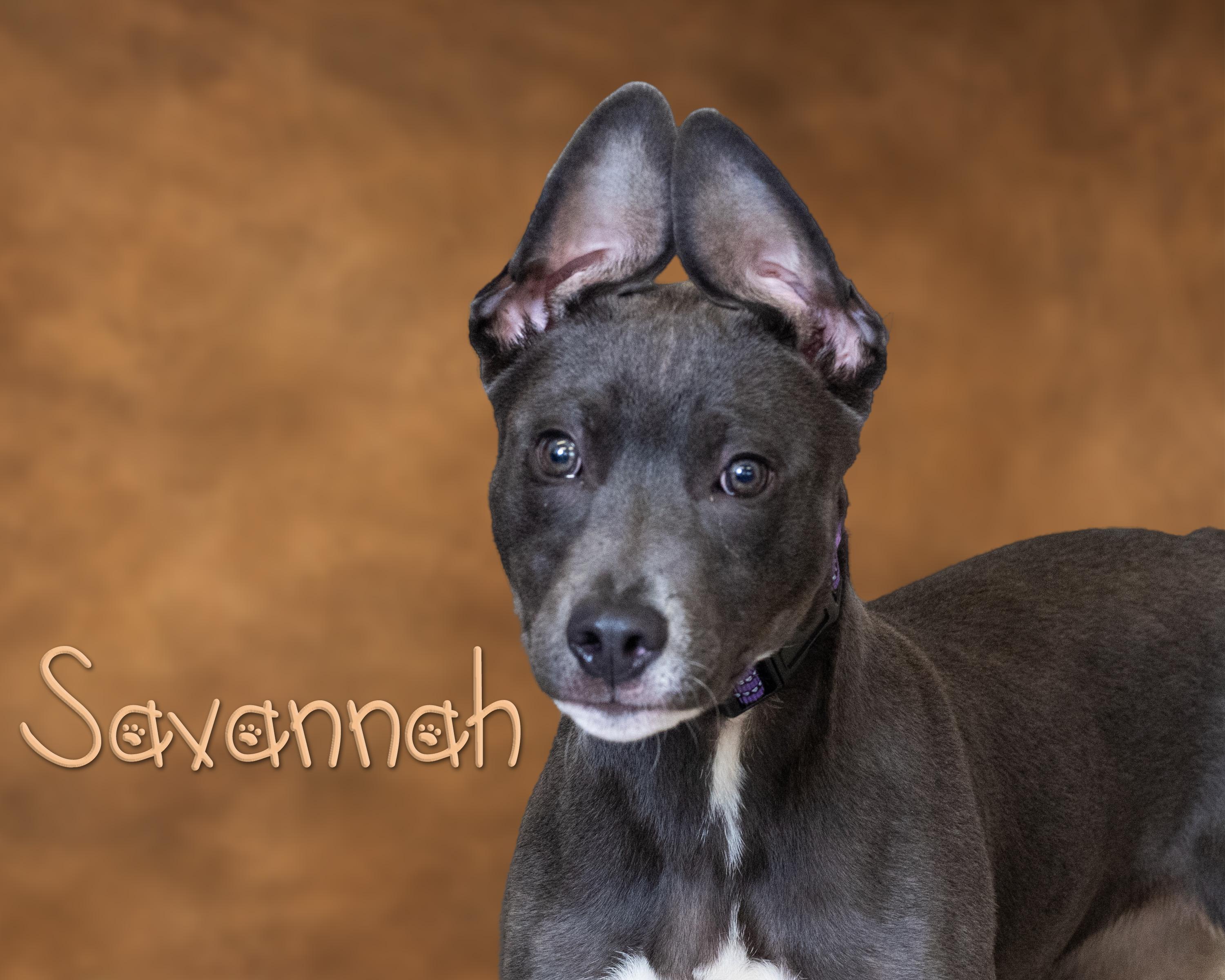 Enlarge Savannah, a ADOPTABLE mixed breed in Somerset, PA image 1/1