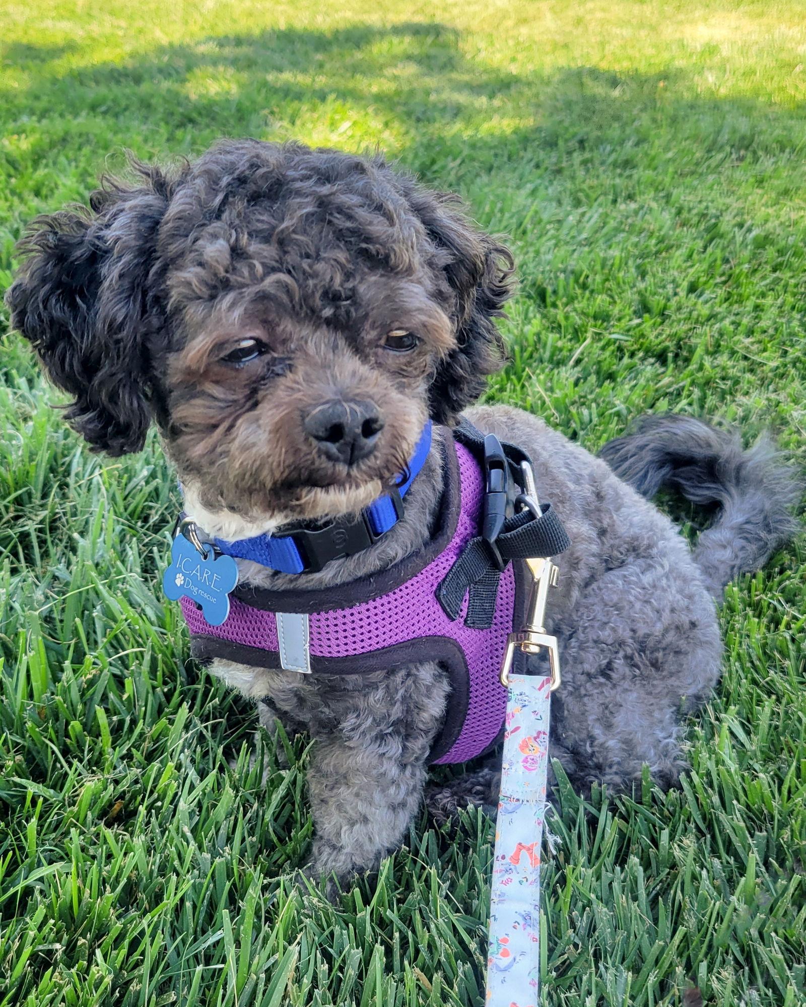 Ozzy, Adopted, Adult Male Shih Tzu & Poodle.