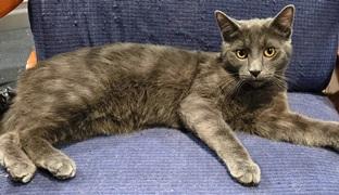 Enlarge Goose, a Adoptable Domestic Short Hair in Lebanon, PA image 1/1