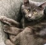 Enlarge Goose, a Adoptable Domestic Short Hair image 1/1