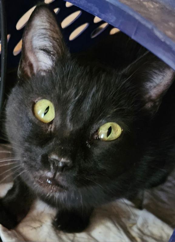 Mattina, Adoptable, Young Female Domestic Short Hair & Tuxedo.