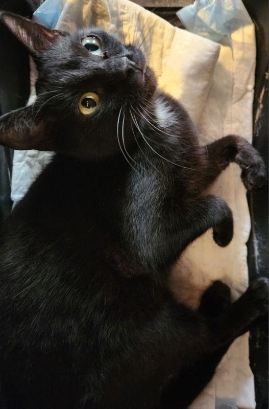 Mattina, a Adoptable mixed breed in Pineville, LA image 3/3