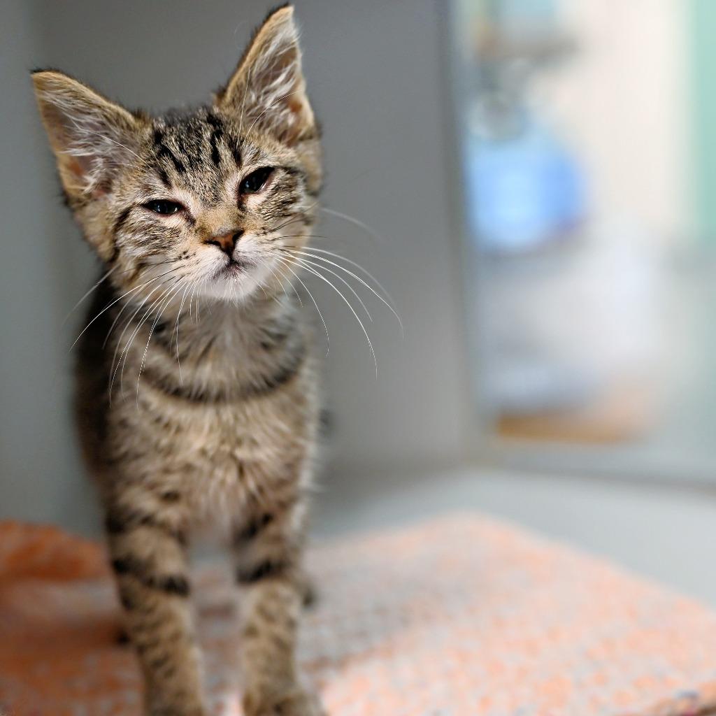Opie (and Rowdy), Adoptable, Kitten Female Domestic Short Hair.