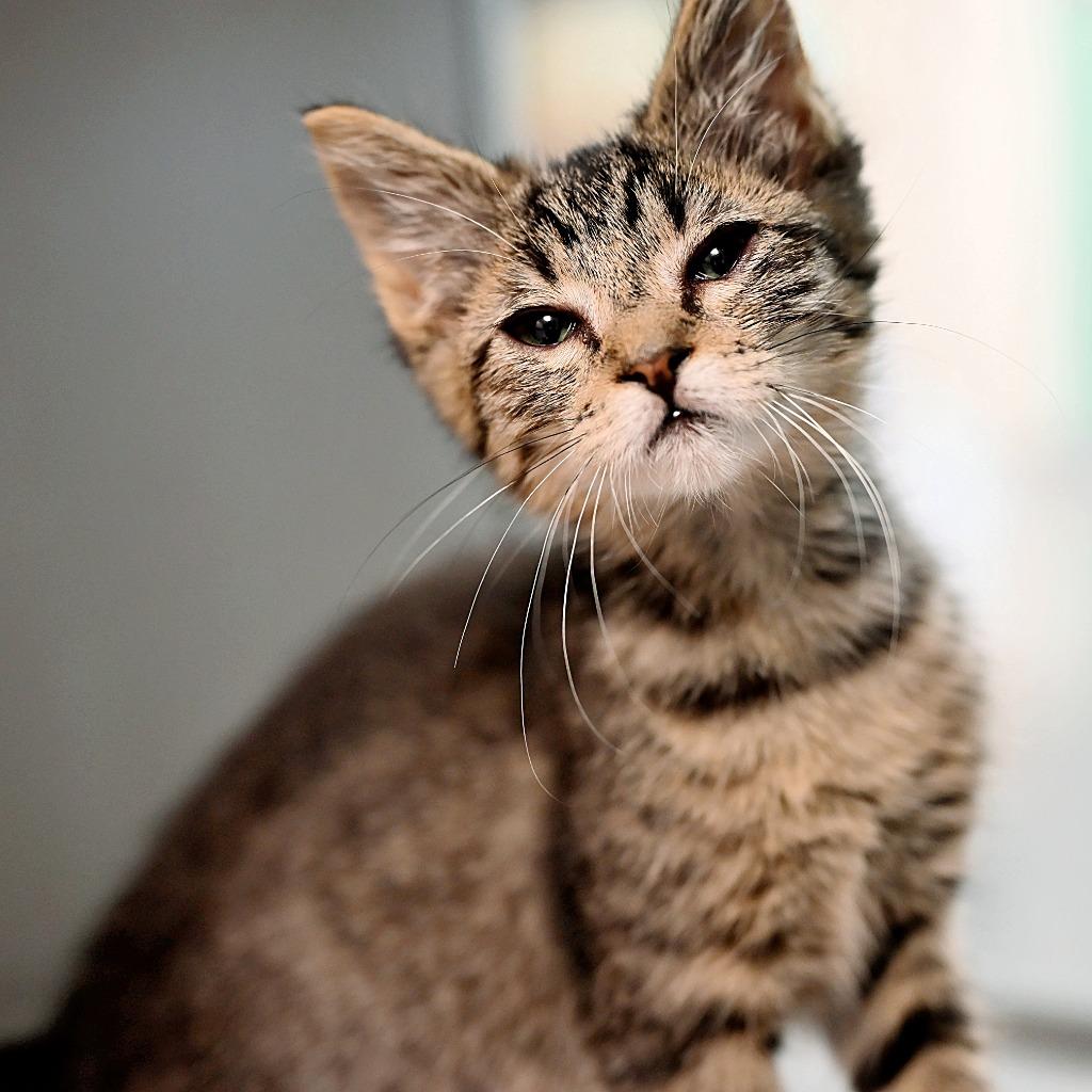 Enlarge Opie (and Rowdy), a Adoptable mixed breed in Shoreline, WA image 2/2