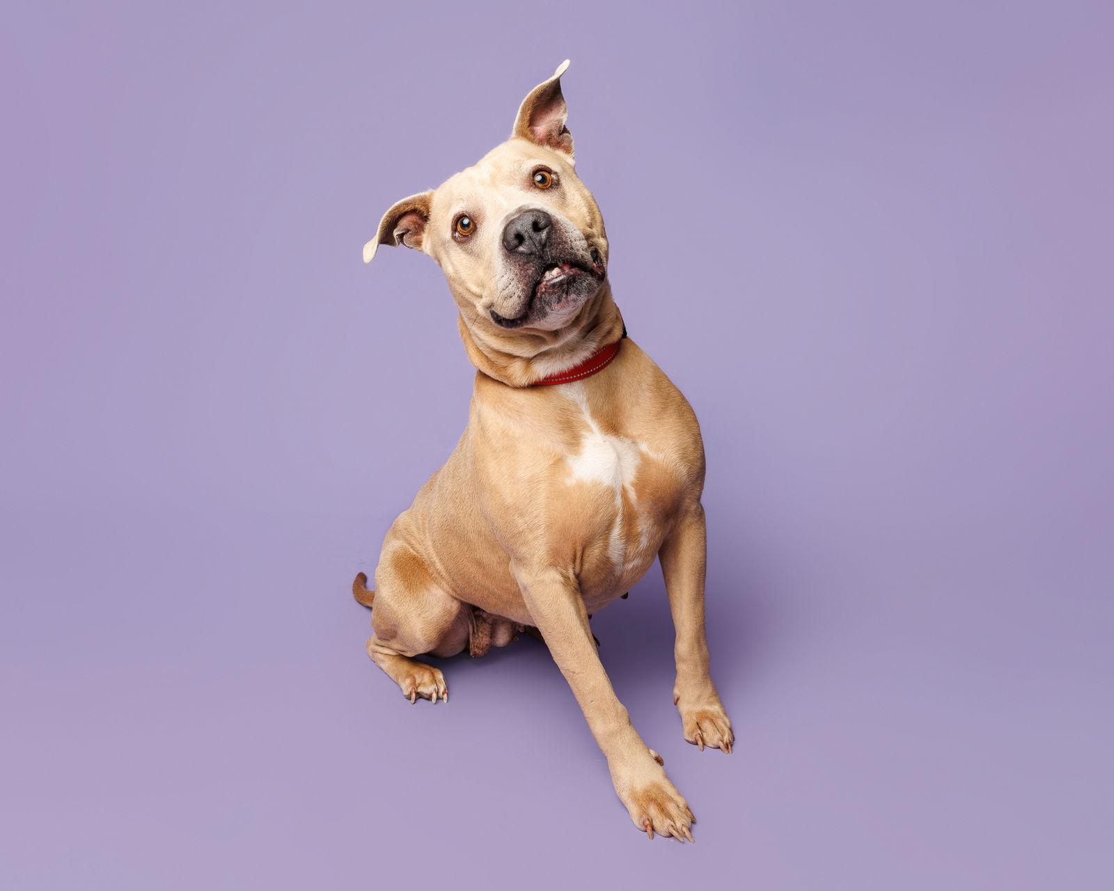 Brown Butter, Adoptable, Adult Female Mixed Breed.