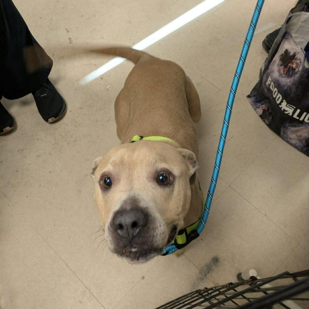 Brown Butter, Adoptable, Adult Female Mixed Breed.