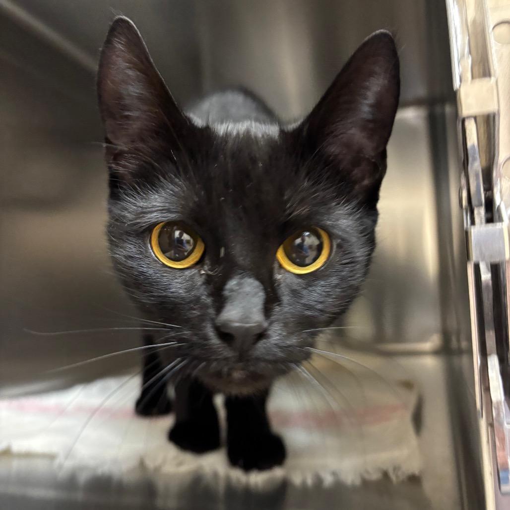 Ms. Pancakes, Adoptable, Adult Female Domestic Short Hair.