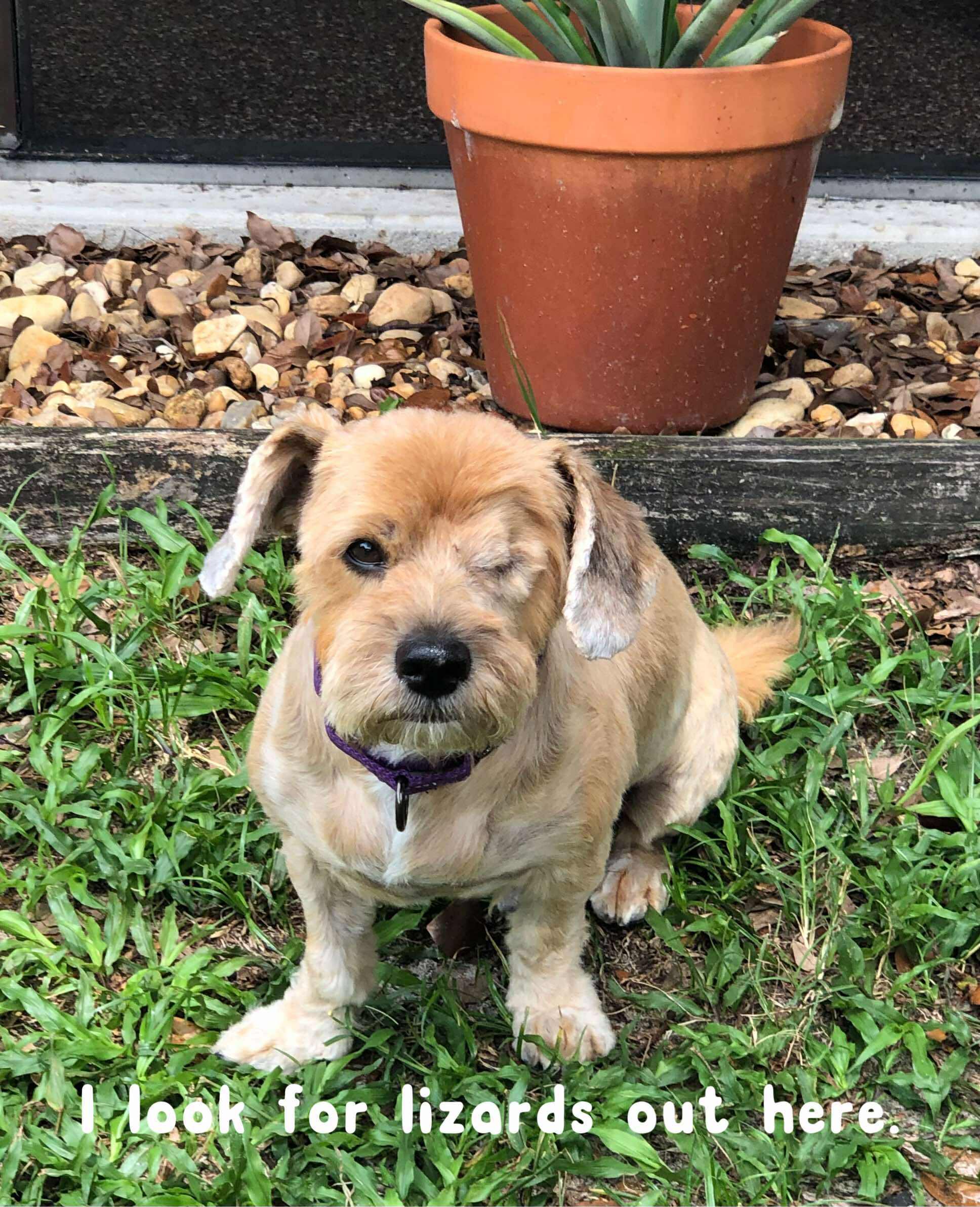Petey, Adult Male Yorkshire Terrier