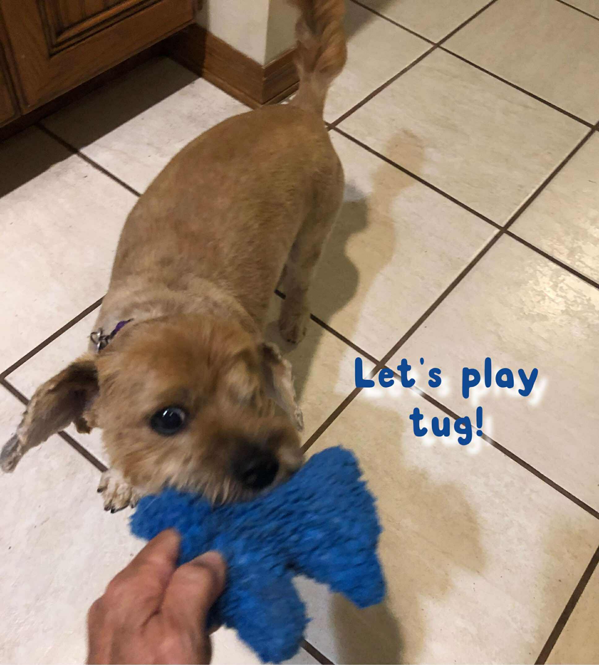 Petey, an adoptable Yorkshire Terrier, Pekingese in Lake City, FL, 32024 | Photo Image 3