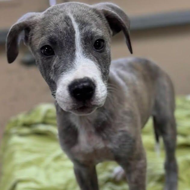 Enlarge JAMIE TARTT, an adopted mixed breed in Cranston, RI image 1/1