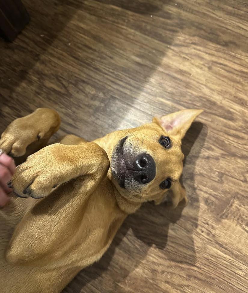 Enlarge Nyla, a Adoptable mixed breed in Ft Collins , CO image 3/4