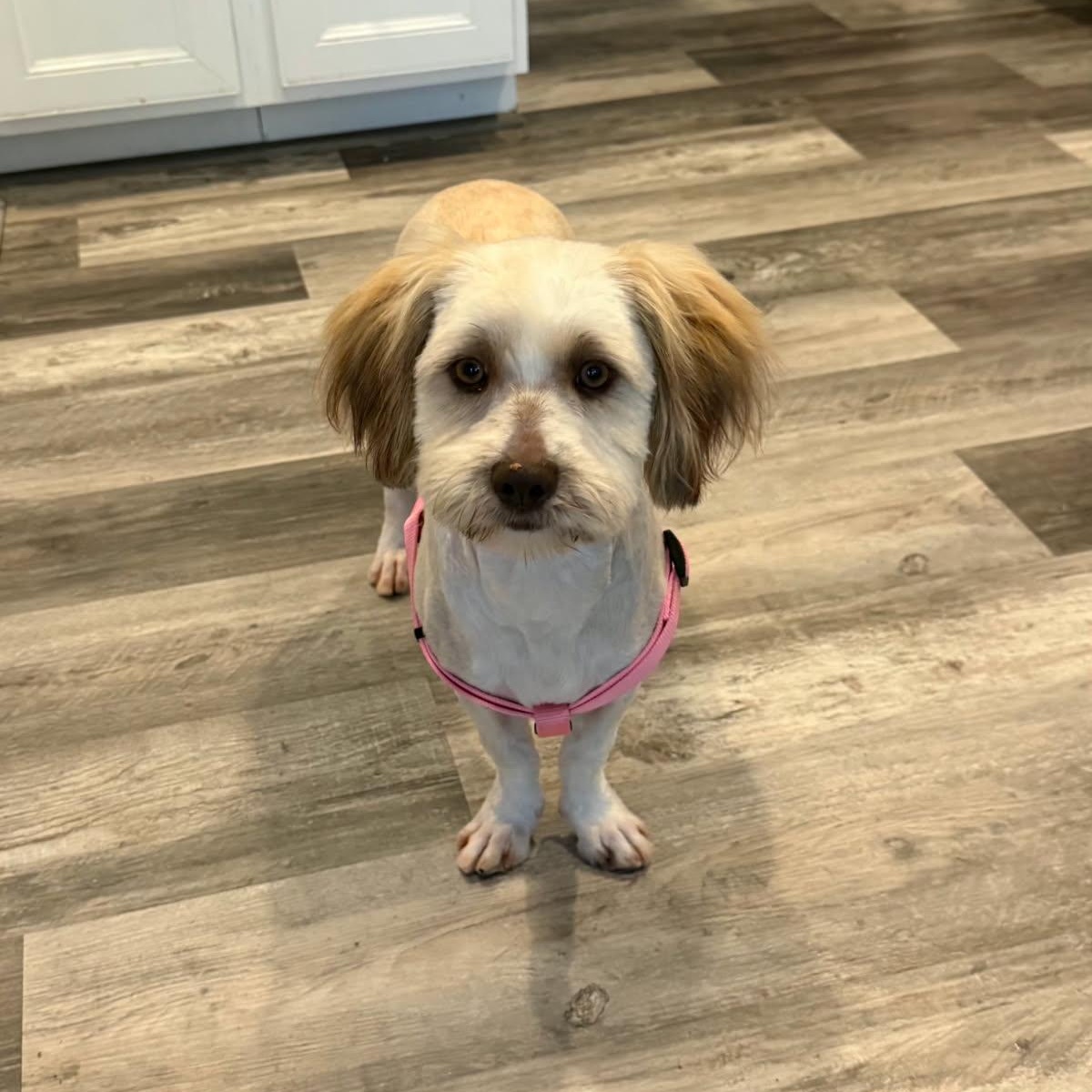 Tiffany, Adoptable, Young Female Havanese.