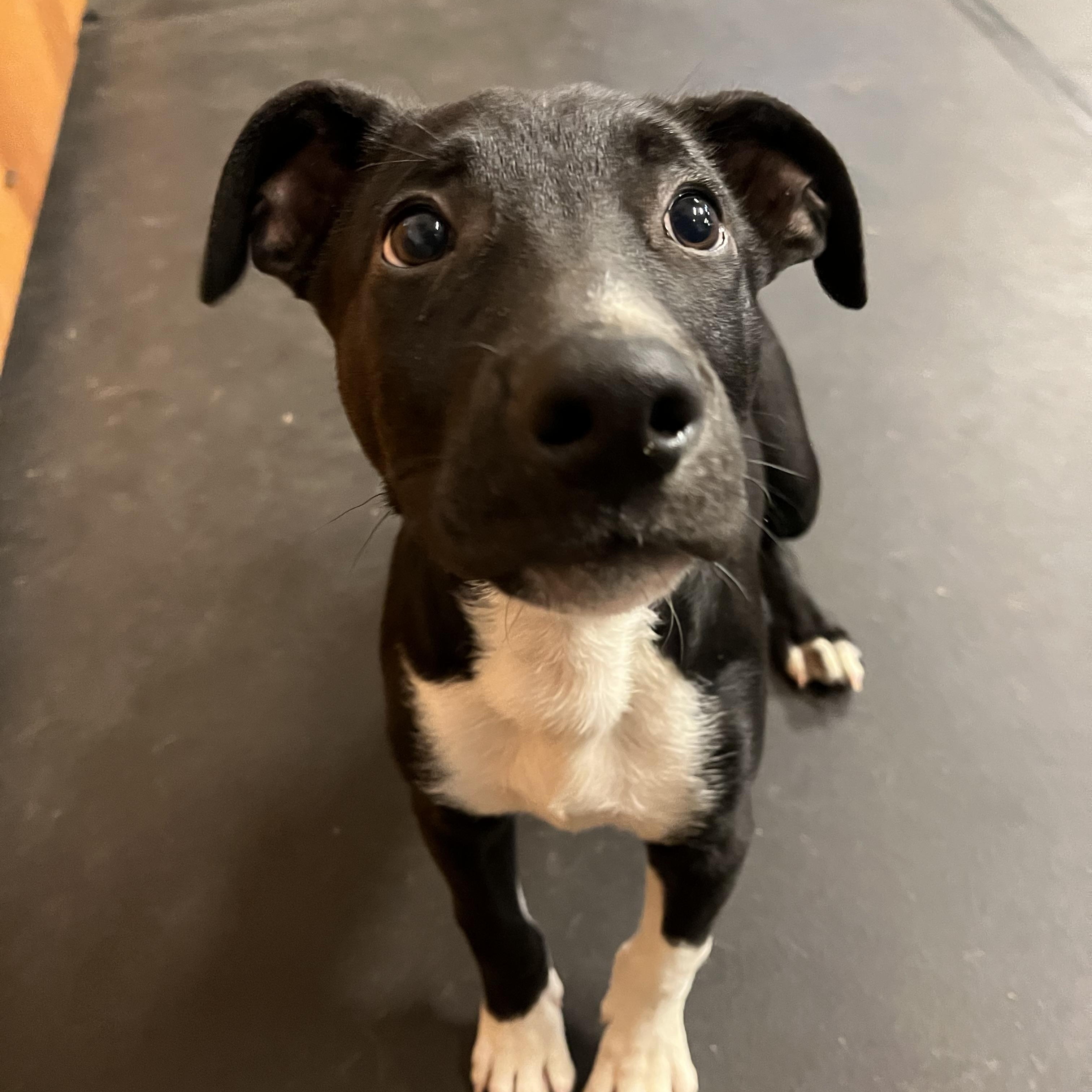 Sherman AKA Bowling Ball is a short stalky little 3-month-old baby boy weighing 22 pounds He is su