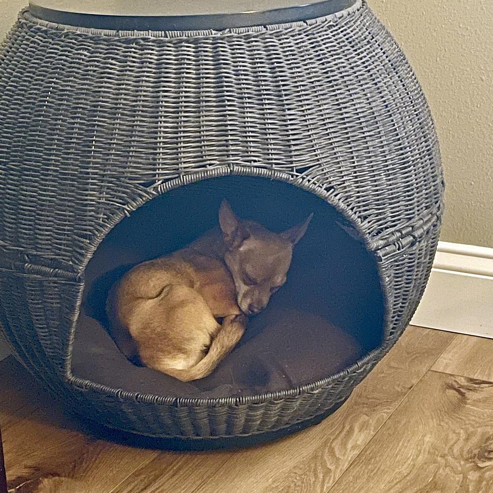 Enlarge Noni, a Adoptable Chihuahua in Orlando, FL image 2/6