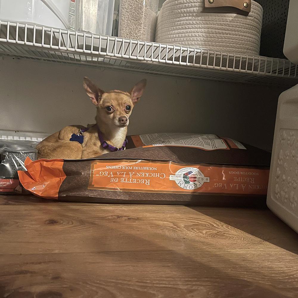 Enlarge Noni, a Adoptable Chihuahua in Orlando, FL image 3/6