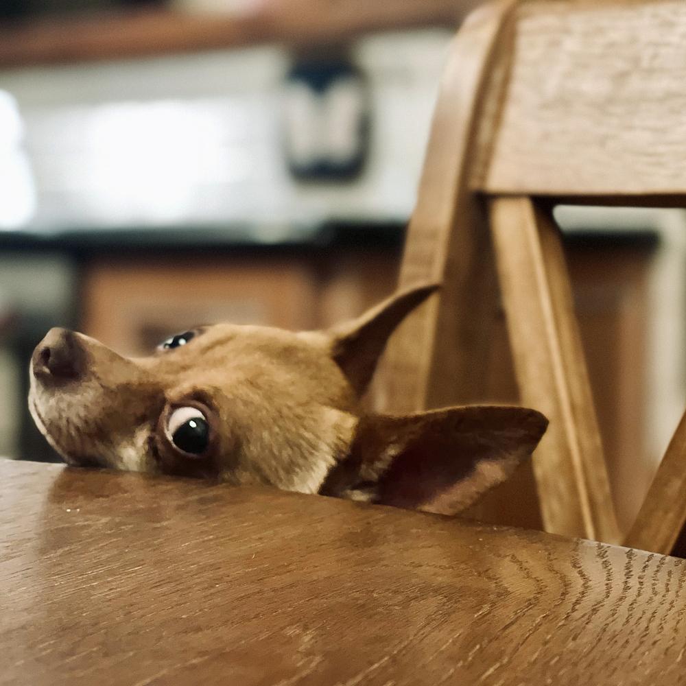 Enlarge Noni, a Adoptable Chihuahua in Orlando, FL image 4/6