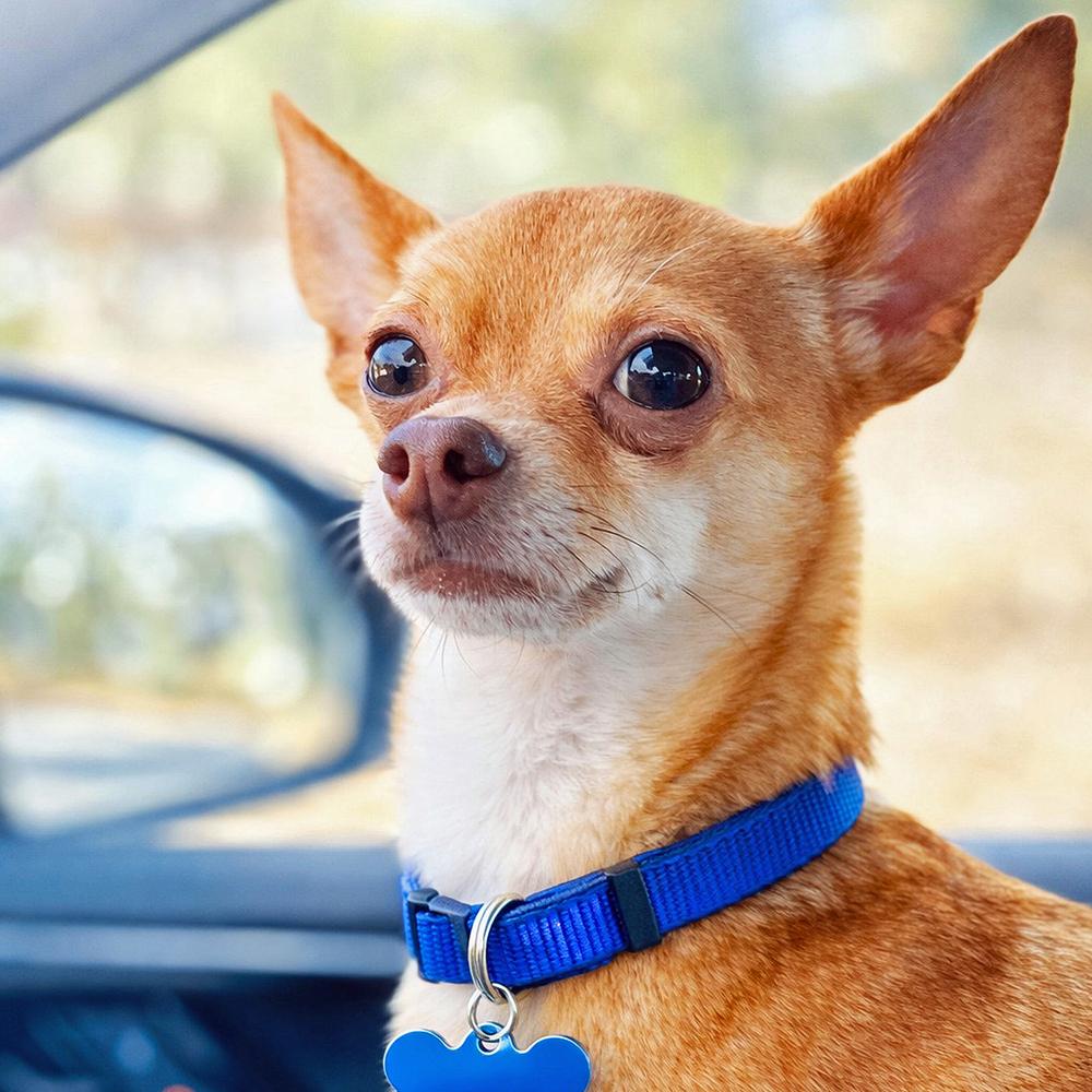 Enlarge Noni, a Adoptable Chihuahua in Orlando, FL image 5/6