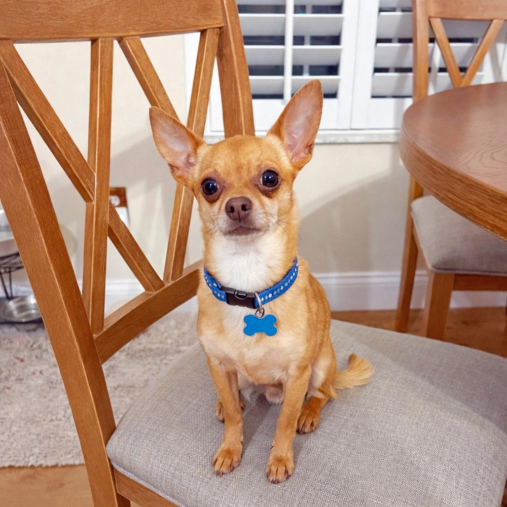 Enlarge Noni, a Adoptable Chihuahua in Orlando, FL image 6/6