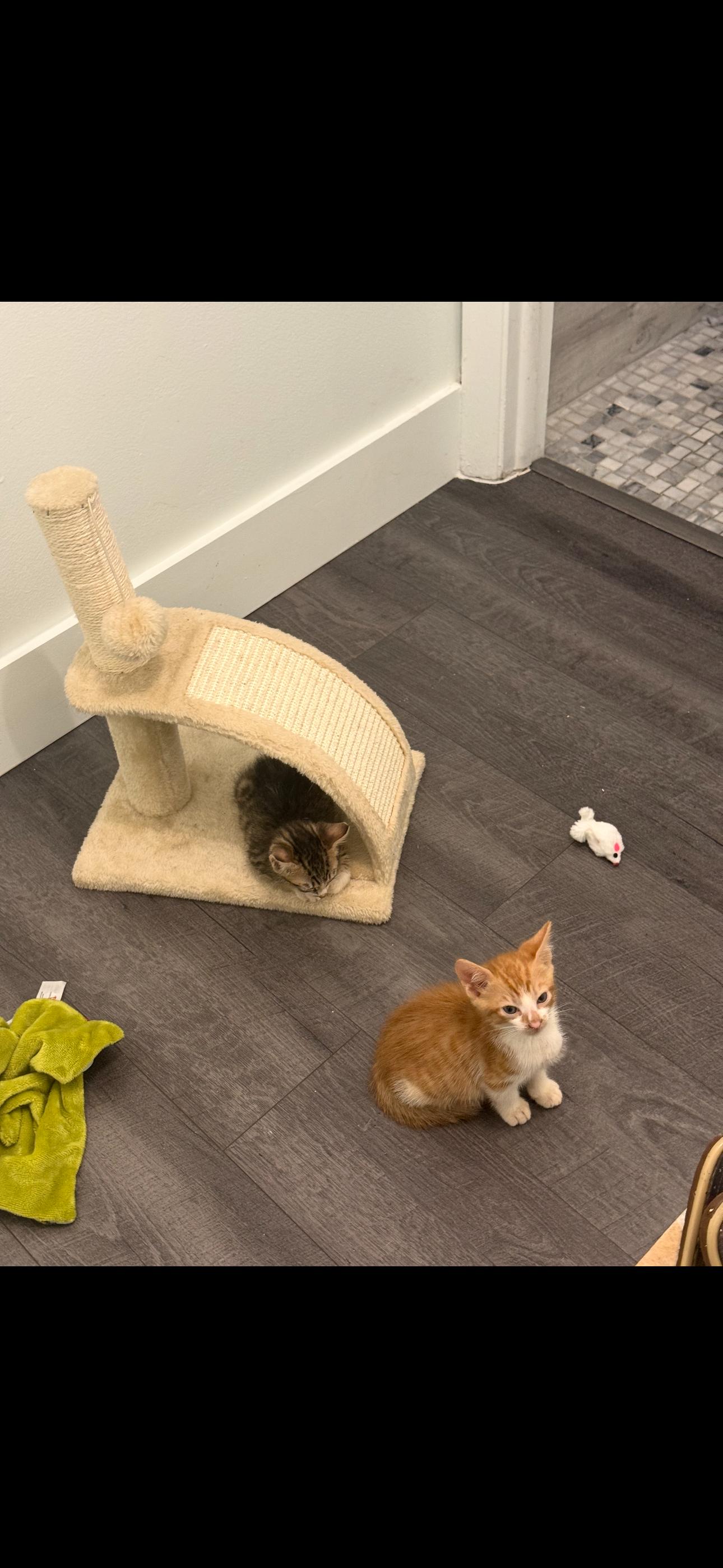 Enlarge Pork Chop & Betty Boot, an adopted Domestic Short Hair in Boston, MA image 3/6