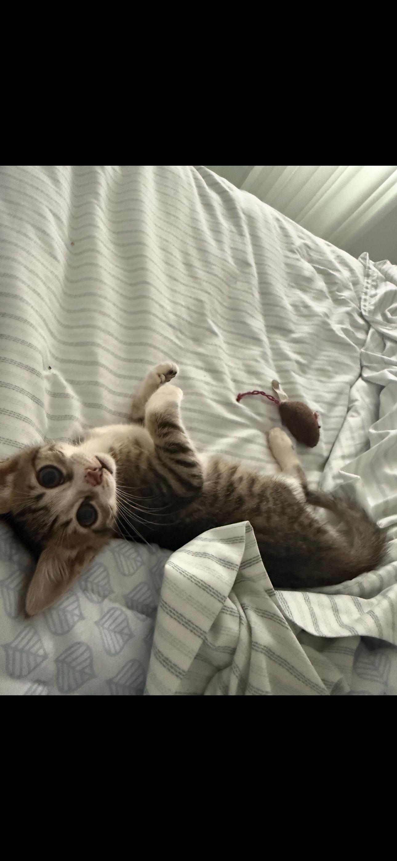 Enlarge Pork Chop & Betty Boot, an adopted Domestic Short Hair in Boston, MA image 2/6