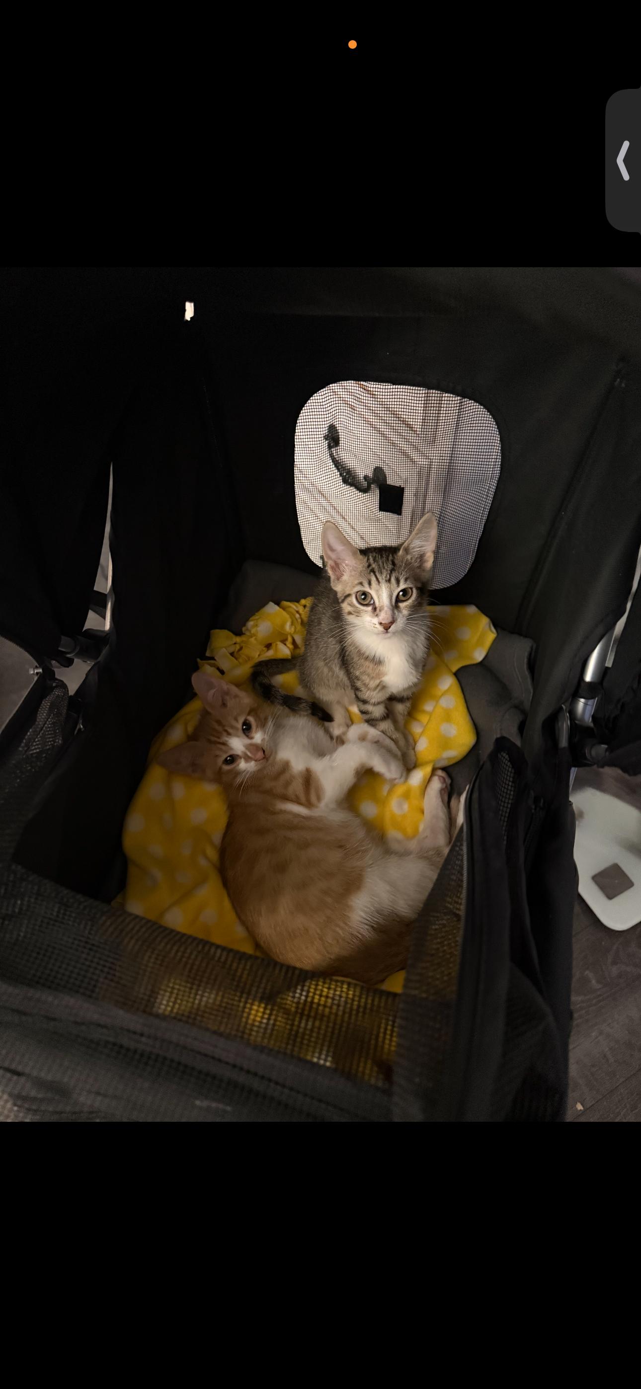 Enlarge Pork Chop & Betty Boot, an adopted Domestic Short Hair in Boston, MA image 6/6