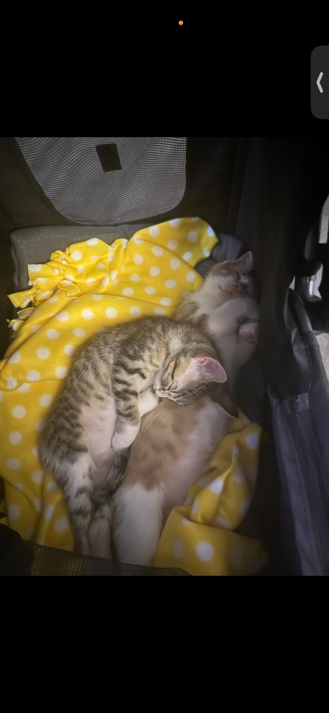 Enlarge Pork Chop & Betty Boot, an adopted Domestic Short Hair in Boston, MA image 5/6