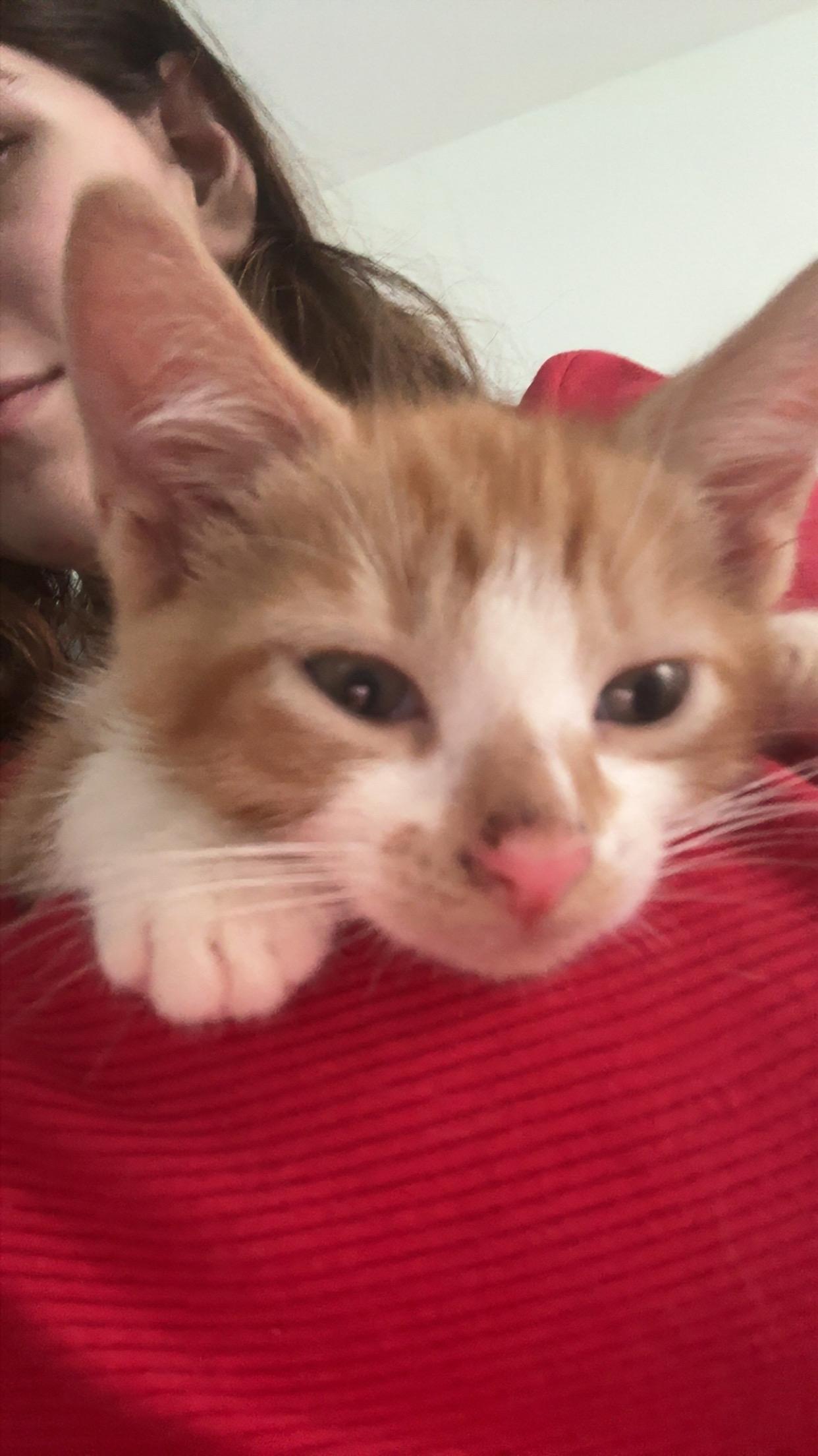 Enlarge Pork Chop & Betty Boot, an adopted Domestic Short Hair in Boston, MA image 4/6