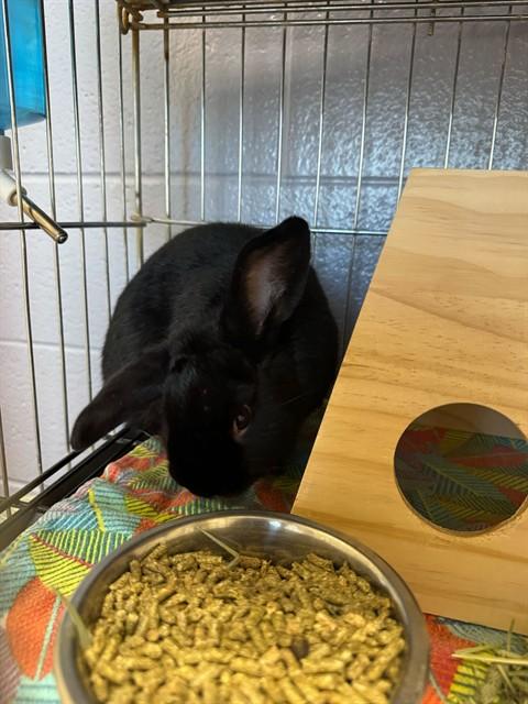 Enlarge A232732, a Adoptable Bunny Rabbit in Ogden, UT image 1/1