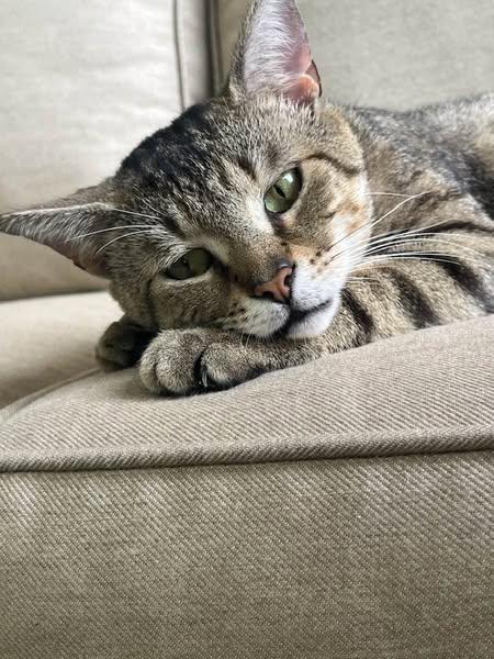 Sir Jasper, Adoptable, Young Male Domestic Short Hair.