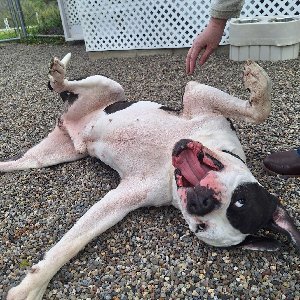 Huxley, Adoptable, Adult Male American Bulldog & Mixed Breed.